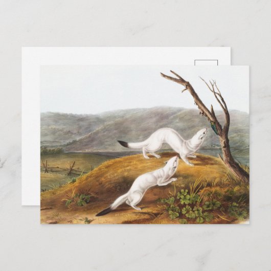 Little Nimble Weasel Putorius agilis Illustration Postkarte (Vorne/Hinten)