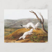 Little Nimble Weasel Putorius agilis Illustration Postkarte (Vorderseite)