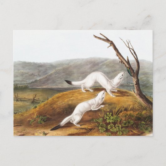 Little Nimble Weasel Putorius agilis Illustration Postkarte (Vorderseite)