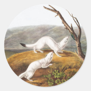 Little Nimble Weasel Putorius agilis Illustration Runder Aufkleber