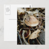 Little Orange Hat Postcard Postkarte (Vorne/Hinten)