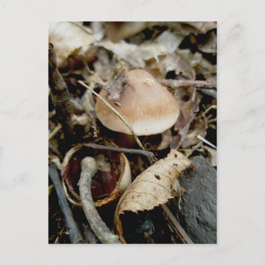 Little Orange Hat Postcard Postkarte (Vorderseite)