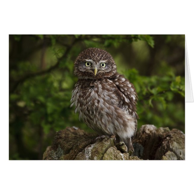 Little Owl (Vorderseite (Horizontal))
