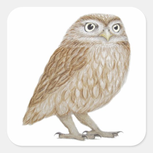 Little Owl 2011 Quadratischer Aufkleber (Vorderseite)
