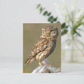 Little Owl (Athene noctua) Postkarte (Stehend Vorderseite)