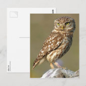Little Owl (Athene noctua) Postkarte (Vorne/Hinten)