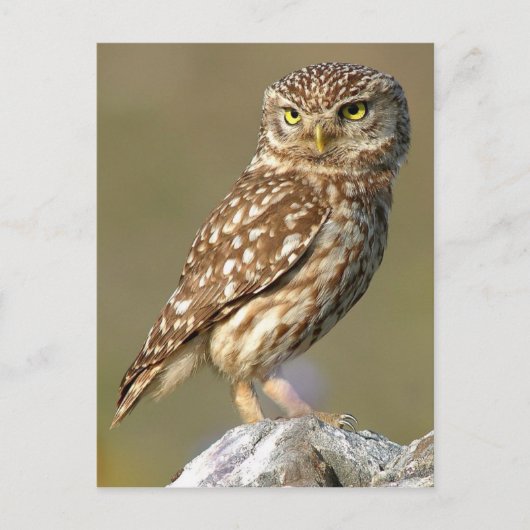 Little Owl (Athene noctua) Postkarte (Vorderseite)