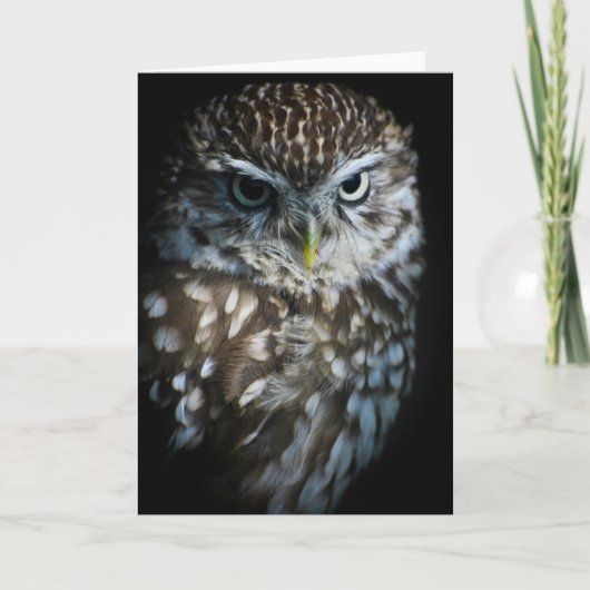 Little Owl Greetings Card Karte (Vorderseite)