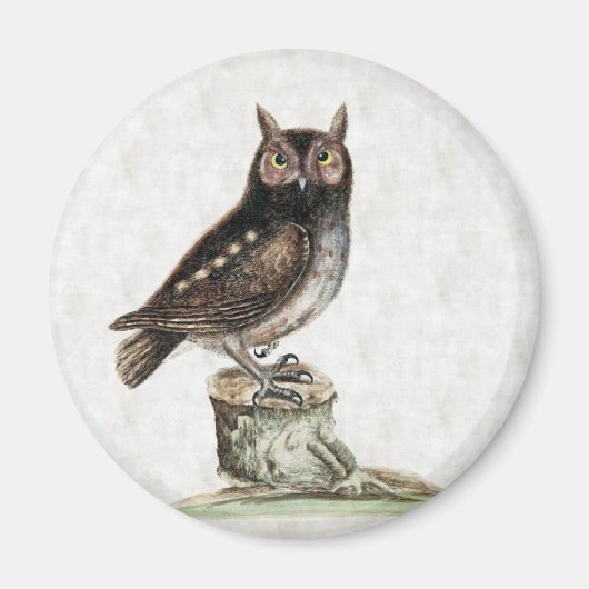 Little Owl Magnet (Vorne)