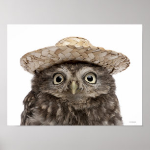 Little Owl mit einem Strohhut - Athene noctua Poster