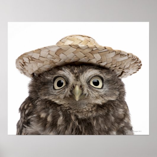 Little Owl mit einem Strohhut - Athene noctua Poster (Vorne)