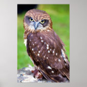 Little Owl Poster (Vorne)