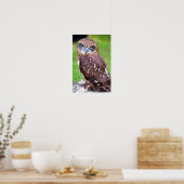 Little Owl Poster (Küche)
