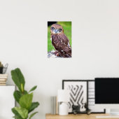 Little Owl Poster (Heimbüro)