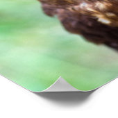 Little Owl Poster (Ecke)