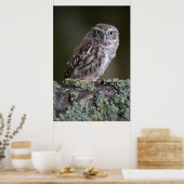 Little Owl Poster (Küche)