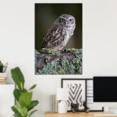 Little Owl Poster (Heimbüro)