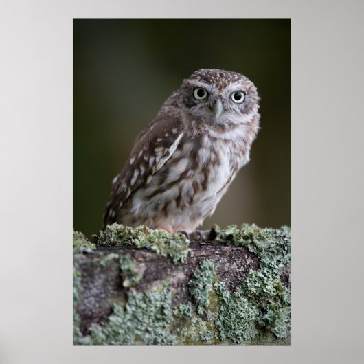 Little Owl Poster (Vorne)