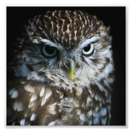 Little Owl Print Fotodruck (Vorne)