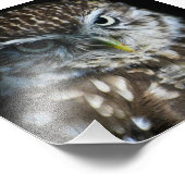 Little Owl Print Fotodruck (Ecke)