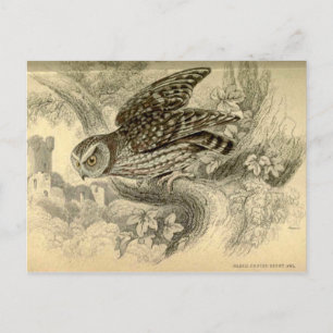 Little Owl:  Vintage Jardine-Illustrationskarte Postkarte