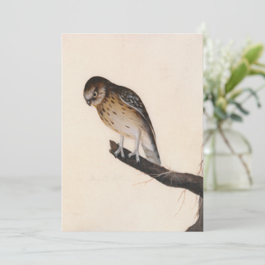 Little Owl | William Lewin (Stehend Vorderseite)