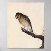 Little Owl | William Lewin Poster (Vorne)