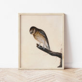 Little Owl | William Lewin Poster