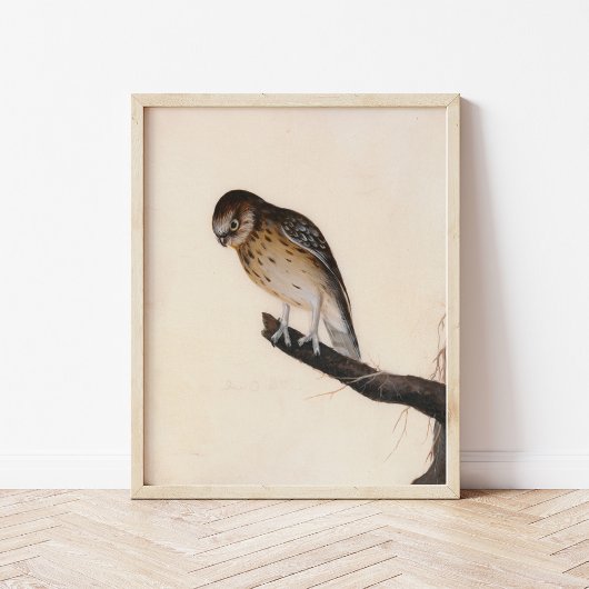 Little Owl | William Lewin Poster