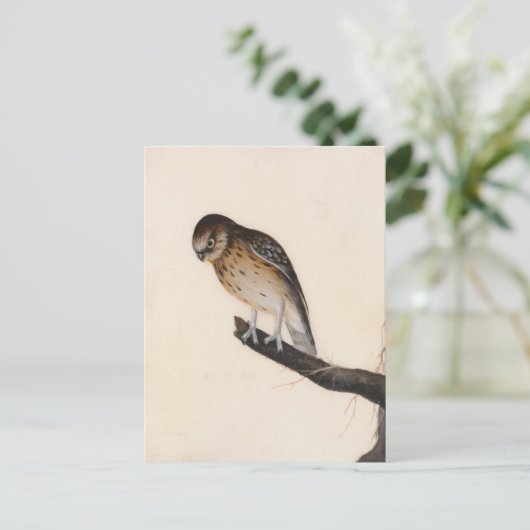 Little Owl | William Lewin Postkarte (Stehend Vorderseite)