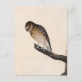 Little Owl | William Lewin Postkarte (Vorderseite)