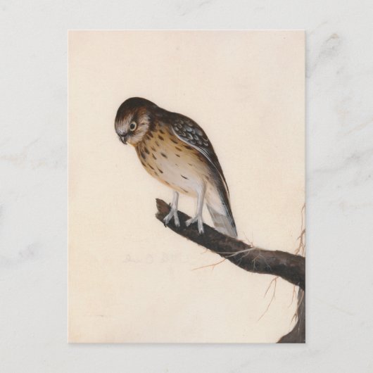 Little Owl | William Lewin Postkarte (Vorderseite)