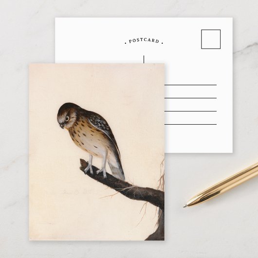 Little Owl | William Lewin Postkarte