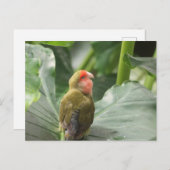Little Parrot Postkarte (Vorne/Hinten)