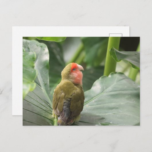 Little Parrot Postkarte (Vorne/Hinten)