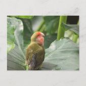 Little Parrot Postkarte (Vorderseite)