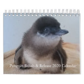 Little Penguin Kalender 2020 (Titelbild)
