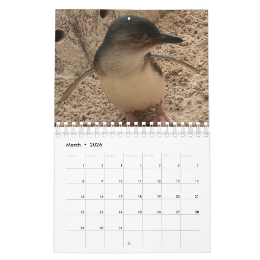 Little Penguin Kalender 2020 (Mär 2026)