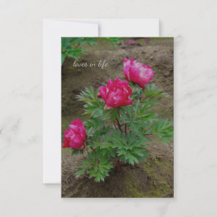 Little Peony Bush Mitteilungskarte
