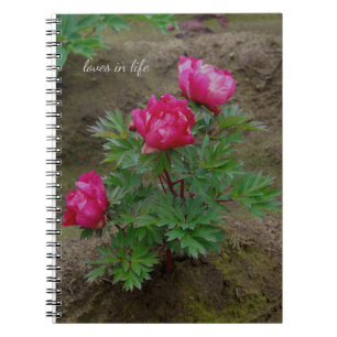 Little Peony Bush Notizblock