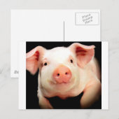 Little Piggy Postkarte (Vorne/Hinten)