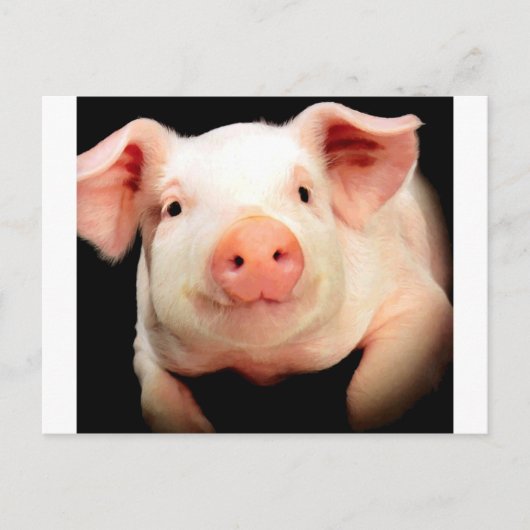 Little Piggy Postkarte (Vorderseite)