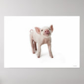 Little Piglet Poster (Vorne)
