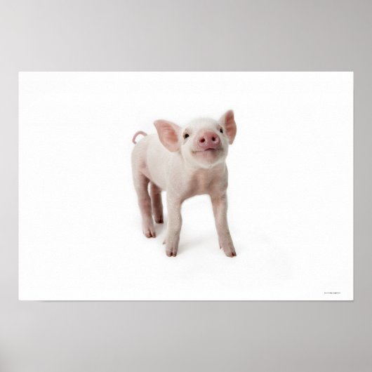 Little Piglet Poster (Vorne)
