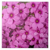 Little Pink Oxalis Blume Floral Fliese (Vorderseite)