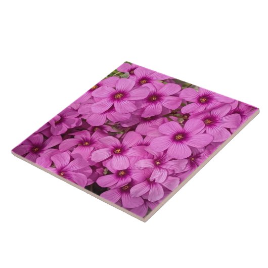 Little Pink Oxalis Blume Floral Fliese (Seite)