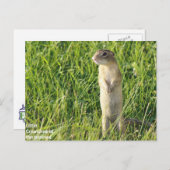 Little Prairie Creatures Postkarte (Vorne/Hinten)