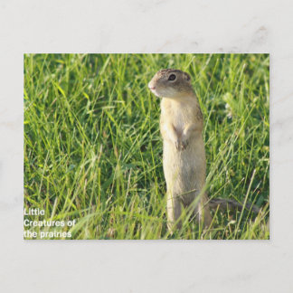 Little Prairie Creatures Postkarte