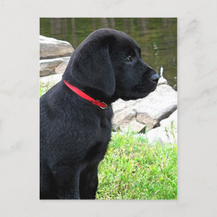 Little Red Collar - Black Lab Puppy - Labrador Postkarte