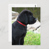 Little Red Collar - Black Lab Puppy - Labrador Postkarte (Vorne/Hinten)